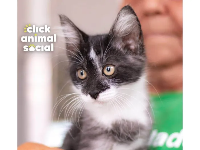 Gato ra a SRD-ViraLata idade 2 a 6 meses nome MAC