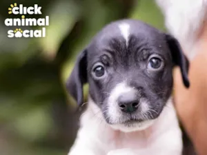 Cachorro raça SRD-ViraLata idade Abaixo de 2 meses nome GAL