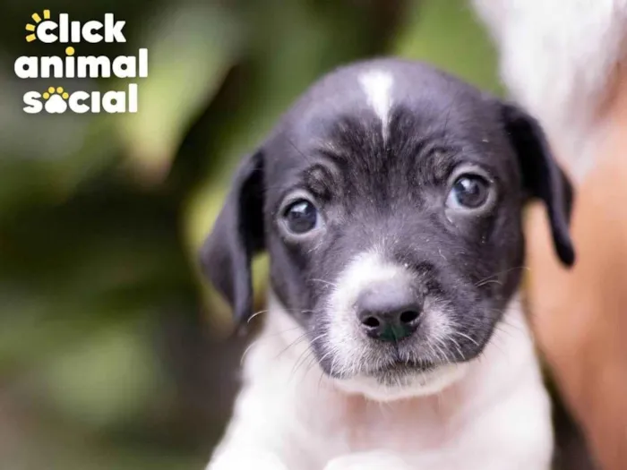 Cachorro ra a SRD-ViraLata idade Abaixo de 2 meses nome GAL