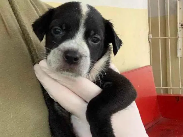 Cachorro ra a SRD-ViraLata idade Abaixo de 2 meses nome Bethania