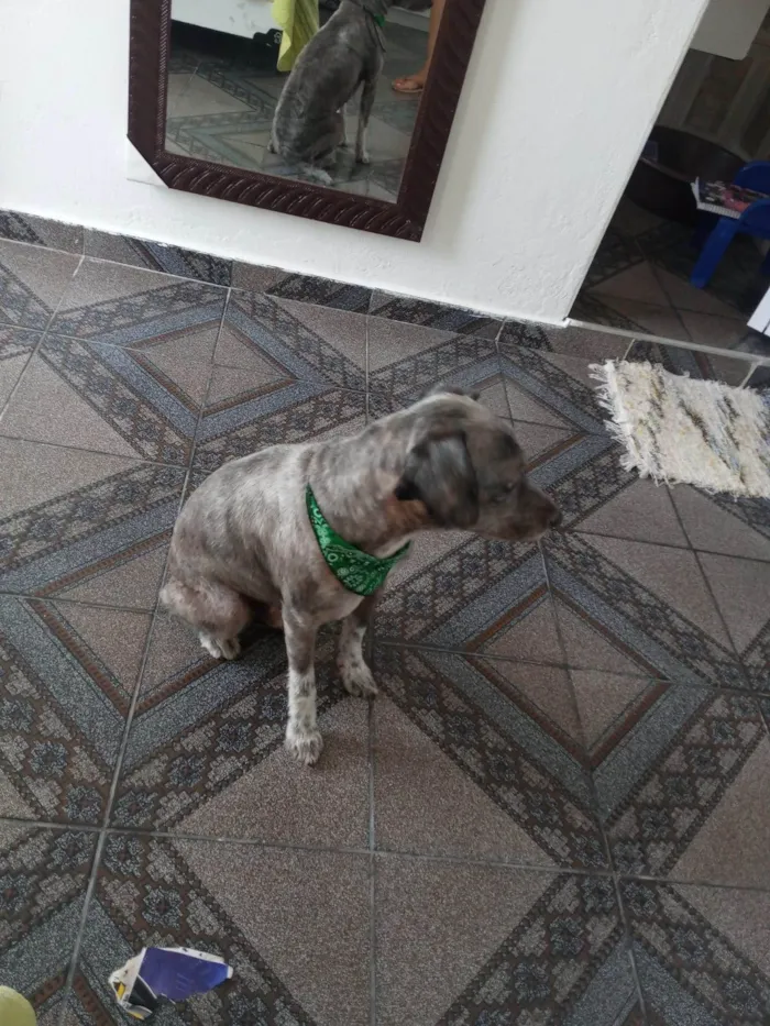 Cachorro ra a SRD-ViraLata idade 6 ou mais anos nome DINO