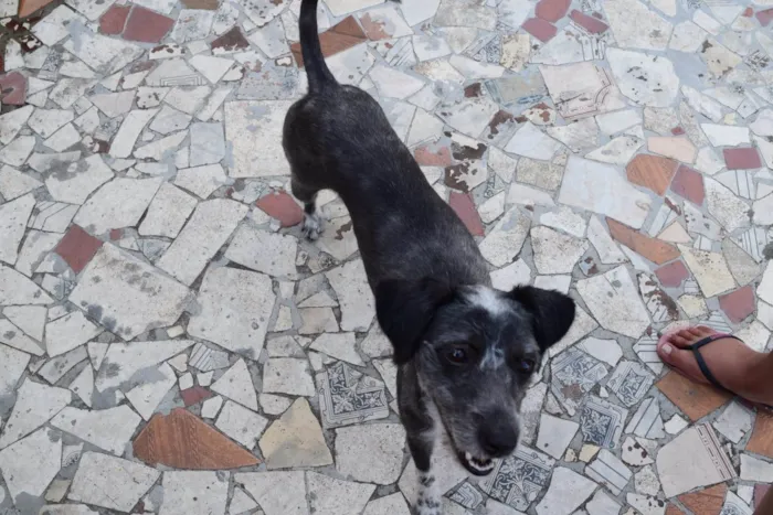 Cachorro ra a SRD-ViraLata idade 6 ou mais anos nome DINO