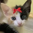 Belinha 