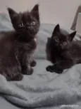 Estamos chamando de Los Hermanos 