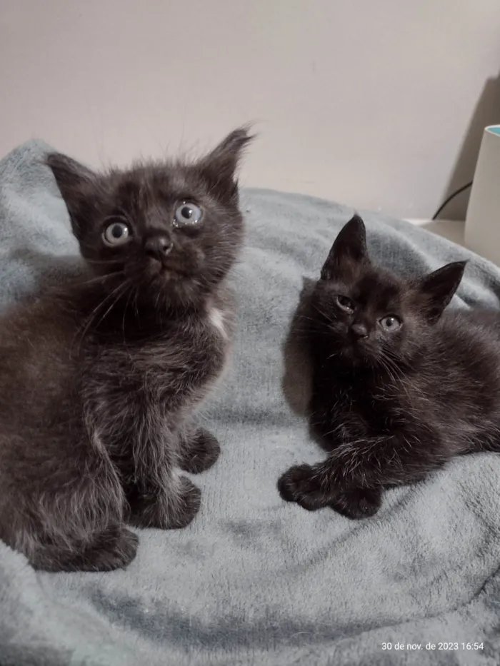 Gato ra a Não sabemos  idade Abaixo de 2 meses nome Estamos chamando de Los Hermanos 