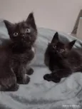 Estamos chamando de Los Hermanos 