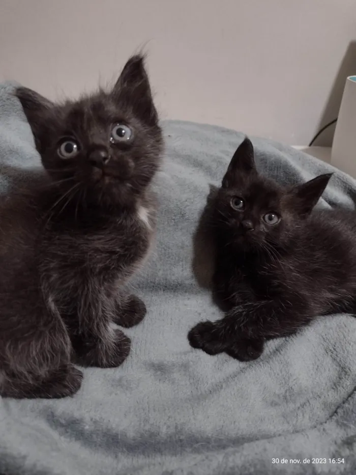 Gato ra a Não sabemos  idade Abaixo de 2 meses nome Estamos chamando de Los Hermanos 