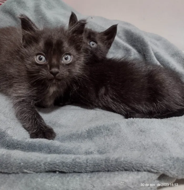 Gato ra a Não sabemos  idade Abaixo de 2 meses nome Estamos chamando de Los Hermanos 