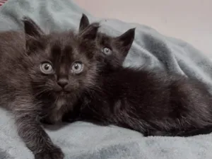 Gato raça Não sabemos  idade Abaixo de 2 meses nome Estamos chamando de Los Hermanos 