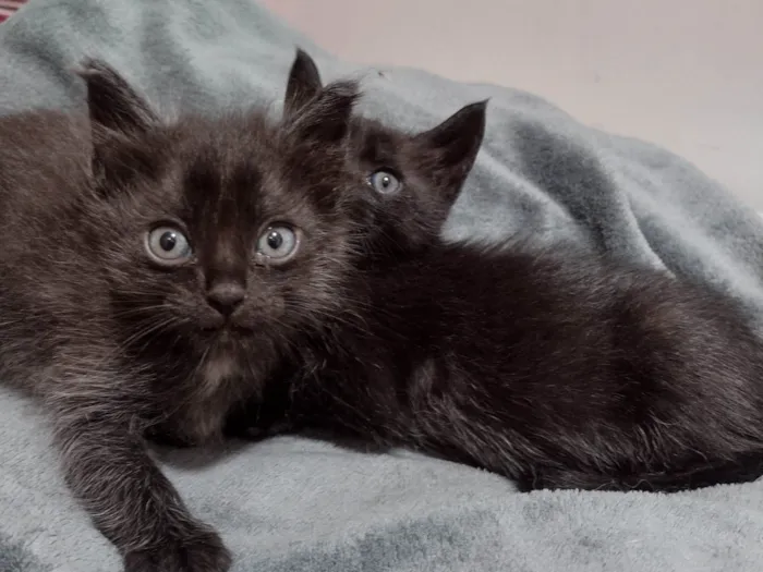 Gato ra a Não sabemos  idade Abaixo de 2 meses nome Estamos chamando de Los Hermanos 