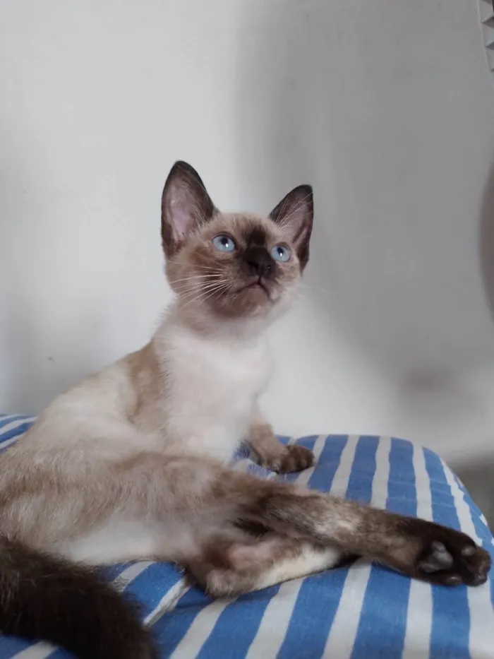 Gato ra a SRD-ViraLata idade 2 a 6 meses nome Penny