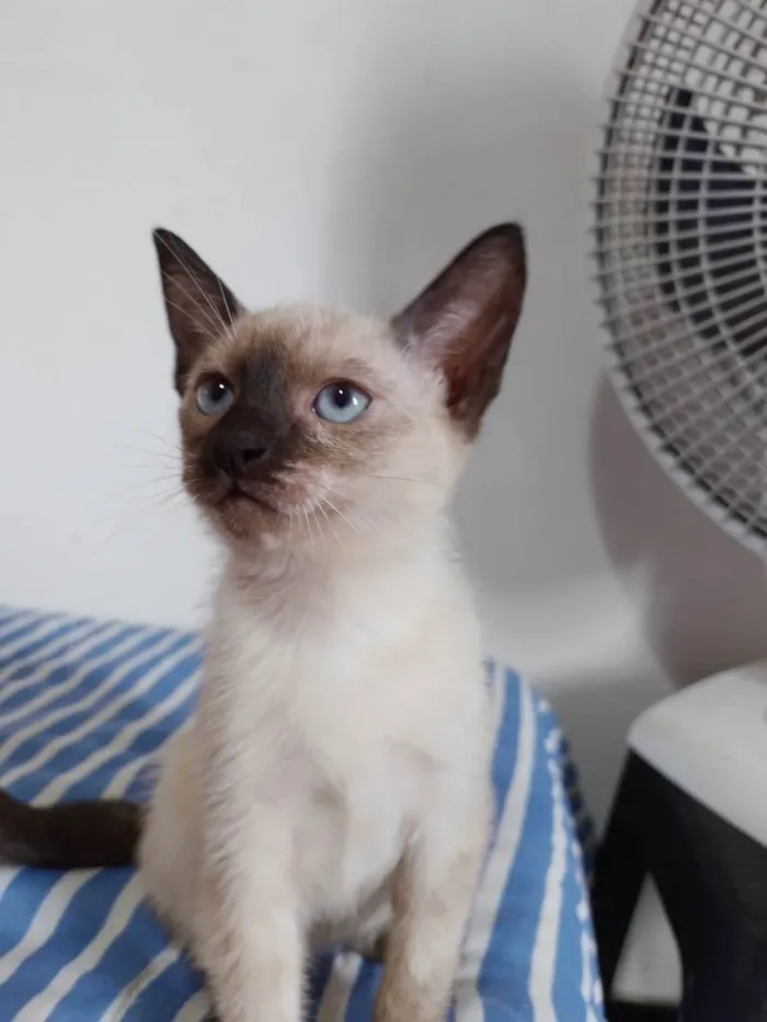 Gato ra a SRD-ViraLata idade 2 a 6 meses nome Penny