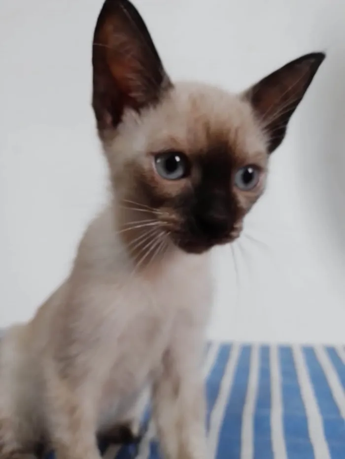 Gato ra a SRD-ViraLata idade 2 a 6 meses nome Penny