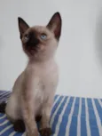 Penny