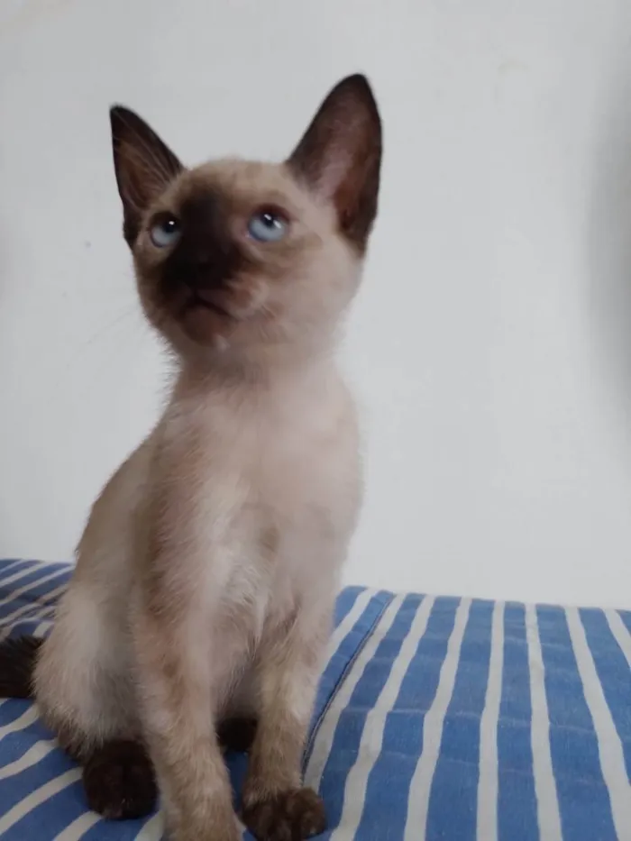 Gato ra a SRD-ViraLata idade 2 a 6 meses nome Penny