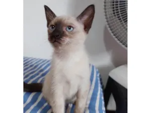 Gato raça SRD-ViraLata idade 2 a 6 meses nome Penny