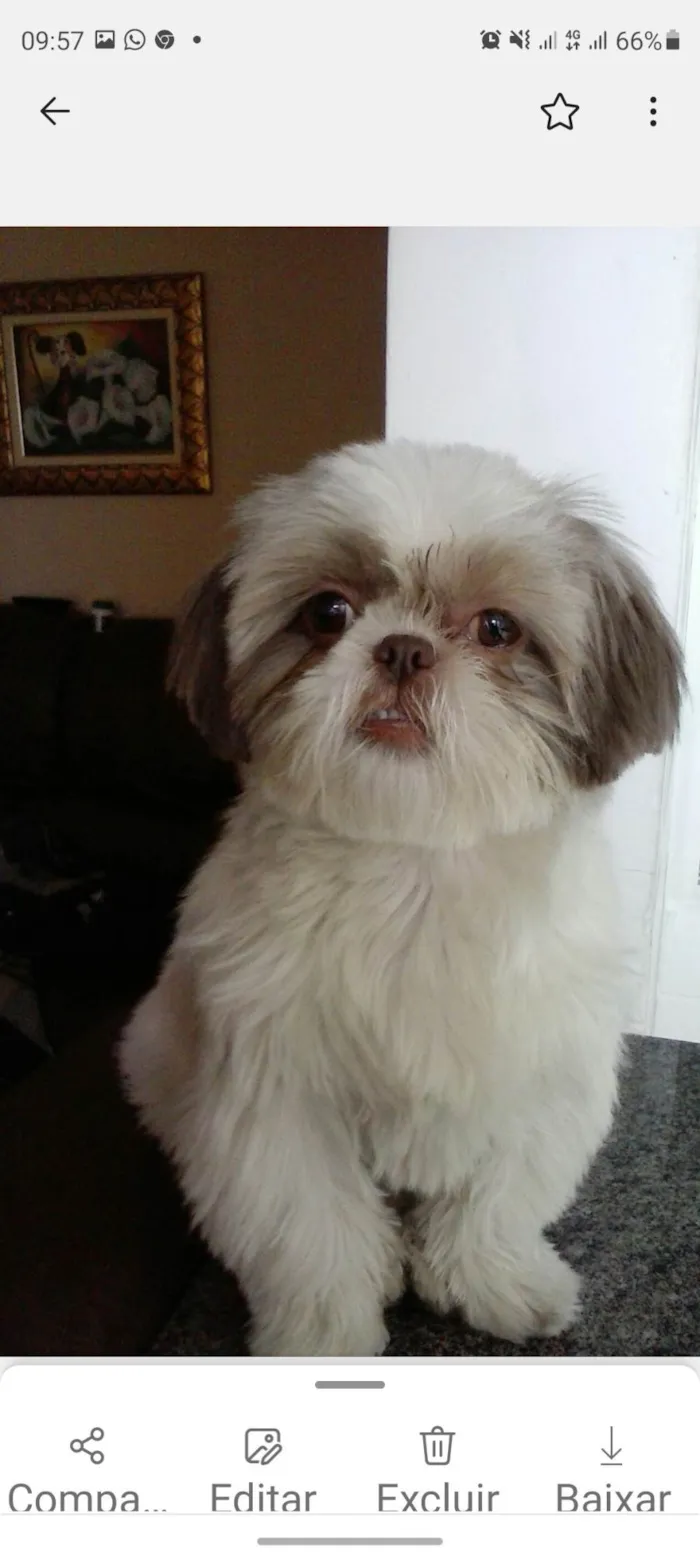 Cachorro ra a Shitzu  idade 6 ou mais anos nome Wendy 