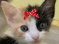 Belinha 