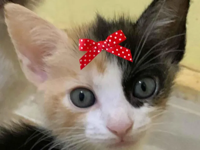 Gato ra a Mestica idade 2 a 6 meses nome Belinha 