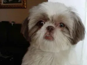 Cachorro raça Shitzu  idade 6 ou mais anos nome Wendy 