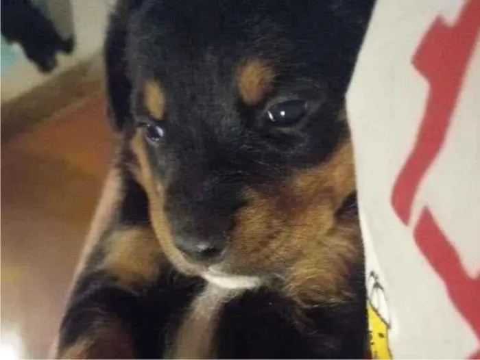 Cachorro ra a Rottweiler  idade  nome Kiara