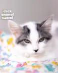 Mel
