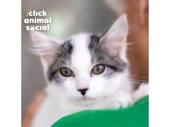 Gato ra a SRD-ViraLata idade 2 a 6 meses nome Mel