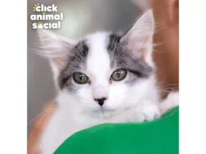 Gato raça SRD-ViraLata idade 2 a 6 meses nome Mel