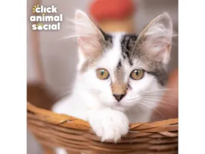 Gato raça SRD-ViraLata idade 2 a 6 meses nome Melissa