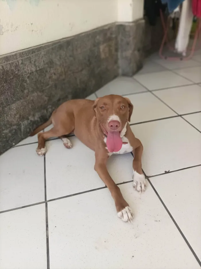 Cachorro ra a SRD-ViraLata idade 2 anos nome Valentina