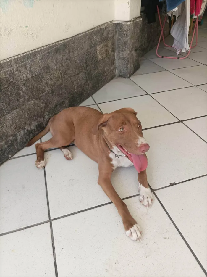 Cachorro ra a SRD-ViraLata idade 2 anos nome Valentina