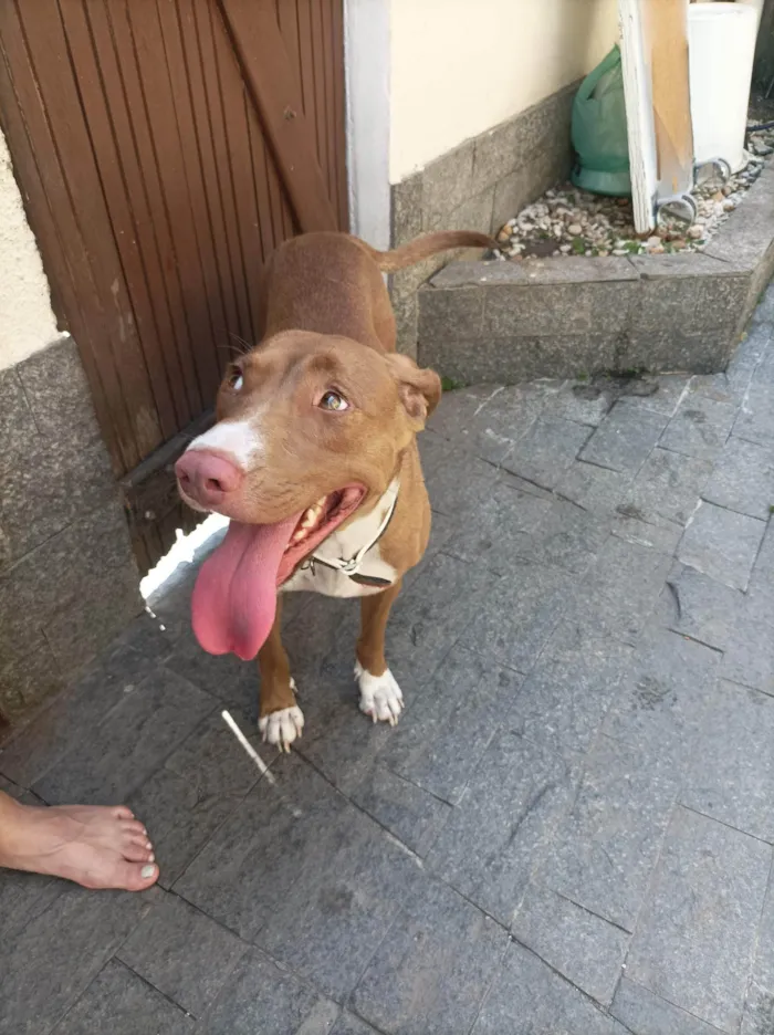 Cachorro ra a SRD-ViraLata idade 2 anos nome Valentina