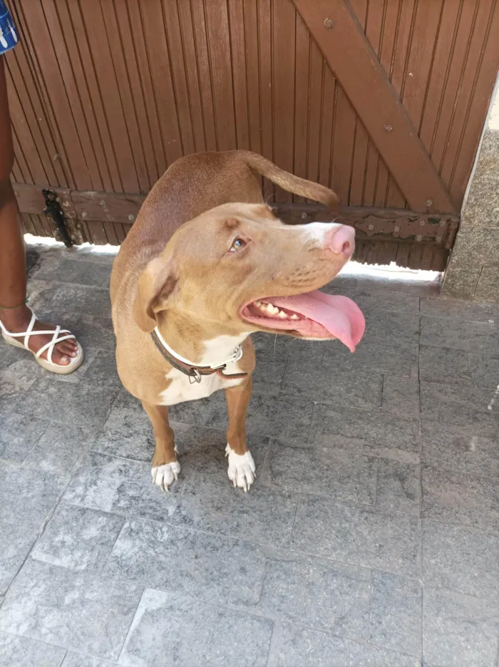 Cachorro ra a SRD-ViraLata idade 2 anos nome Valentina