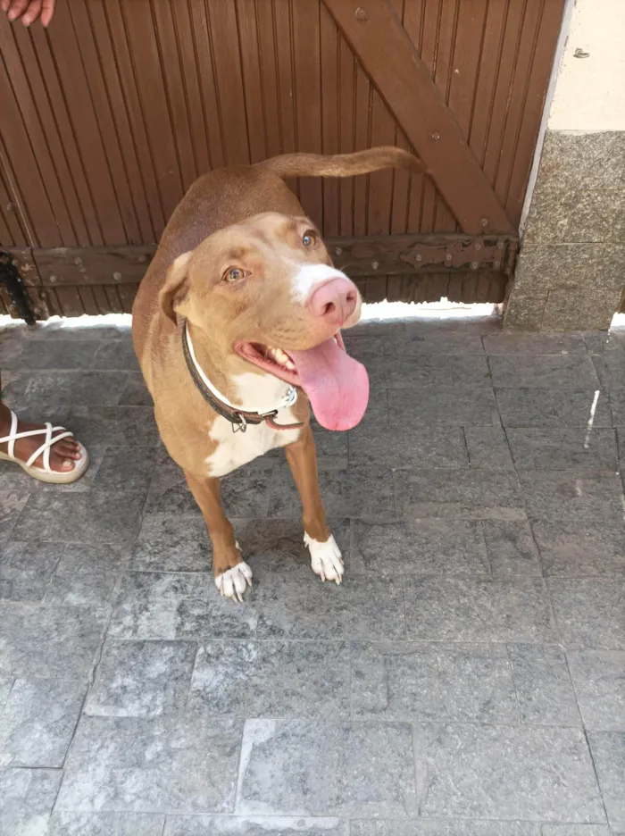 Cachorro ra a SRD-ViraLata idade 2 anos nome Valentina