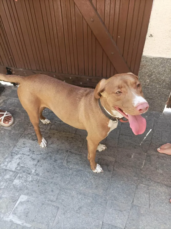 Cachorro ra a SRD-ViraLata idade 2 anos nome Valentina