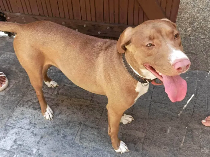 Cachorro ra a SRD-ViraLata idade 2 anos nome Valentina