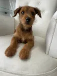 Tico