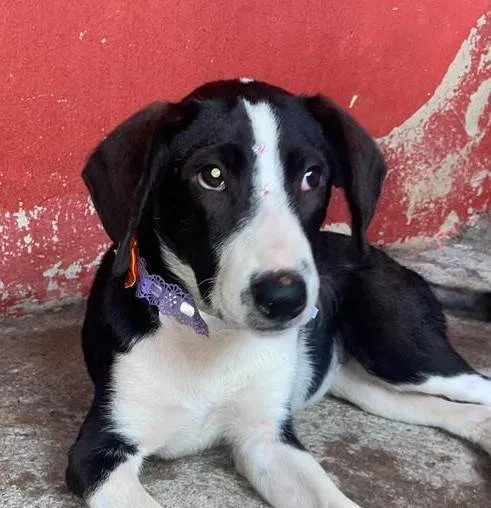 Cachorro ra a SRD-ViraLata idade 2 a 6 meses nome Princesa