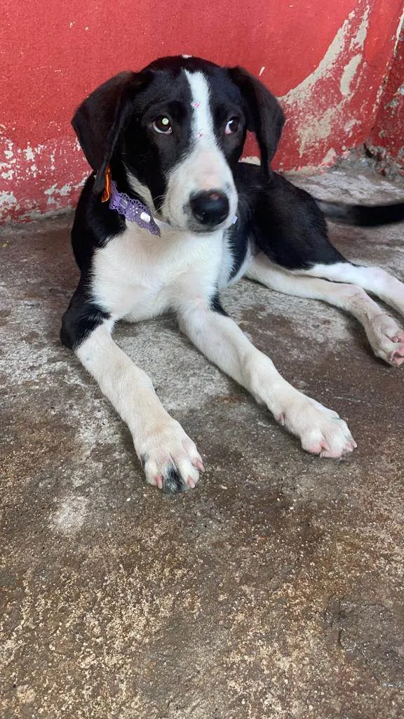 Cachorro ra a SRD-ViraLata idade 2 a 6 meses nome Princesa