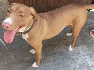 Cachorro raça SRD-ViraLata idade 2 anos nome Valentina