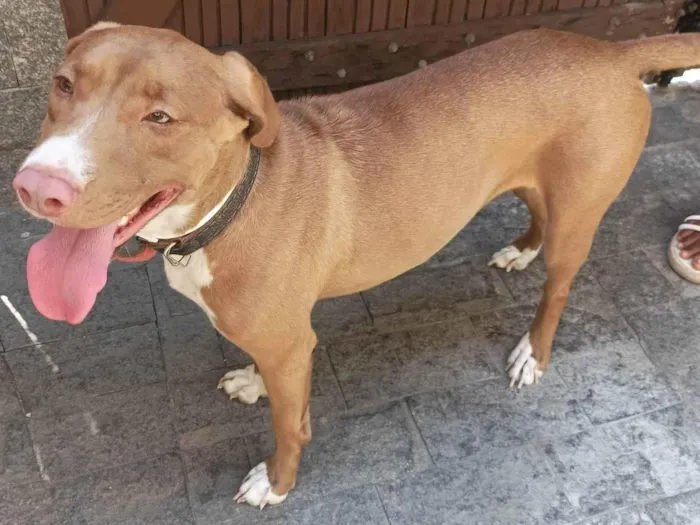 Cachorro ra a SRD-ViraLata idade 2 anos nome Valentina