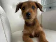 Tico