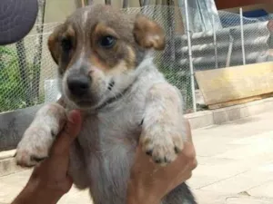 Cachorro raça SRD-ViraLata idade 2 a 6 meses nome Kim