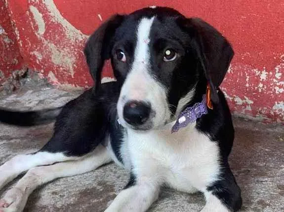 Cachorro ra a SRD-ViraLata idade 2 a 6 meses nome Princesa