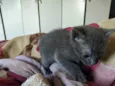Gatinhos filhotes