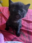 Gatinhos filhotes