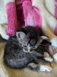 Gatinhos filhotes