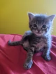 Gatinhos filhotes