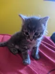 Gatinhos filhotes