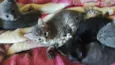Gatinhos filhotes